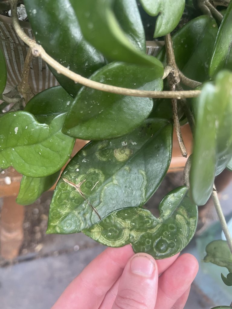 flourishing leaves